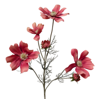 Coral Coreopsis