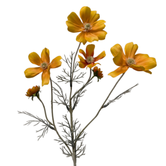 Orange Coreopsis