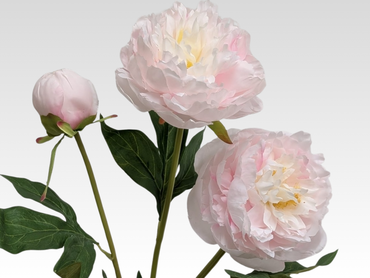 Peony Category