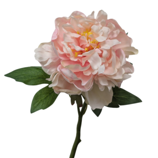 Light Pink Single Stem Peony