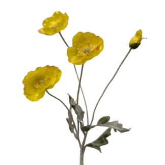 3 Head Bright Yellow Poppy