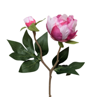 Deep Pink Single Stem Peony w/ Bud