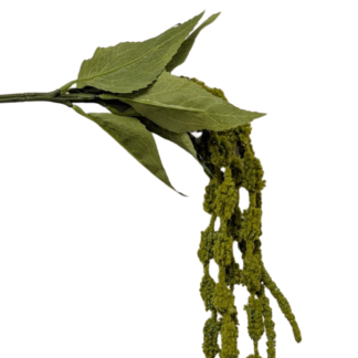 Green Large Amaranthus