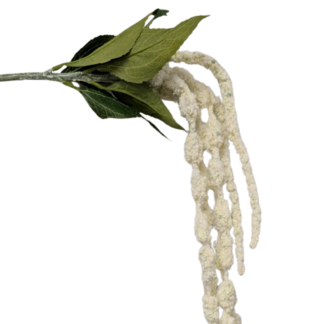 White Large Amaranthus