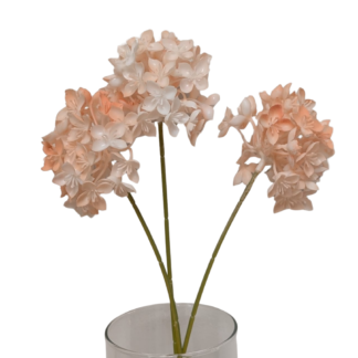 Peach Real Feel Aglaia