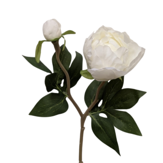White Single Stem Peony w/ Bud
