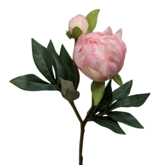 Light Pink Single Stem Peony w/ Bud