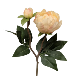 Light Yellow Single Stem Peony w/ Bud
