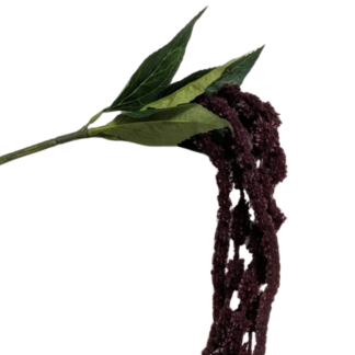 Large Amaranthus - Burgundy