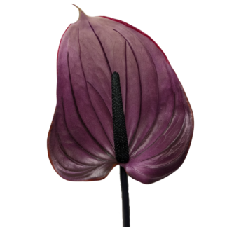 Real Feel Anthurium - Purple