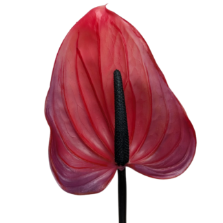 Real Feel Anthurium - Red