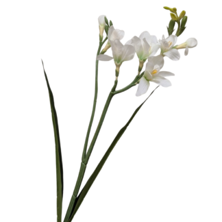 Freesia - White