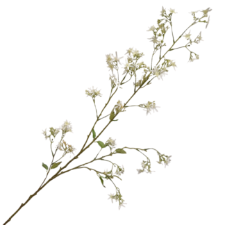Jasmine - White