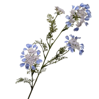 Lace Flower - Light Blue