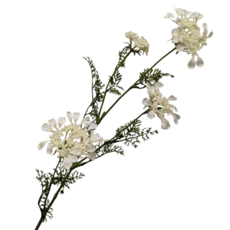 Lace Flower - White