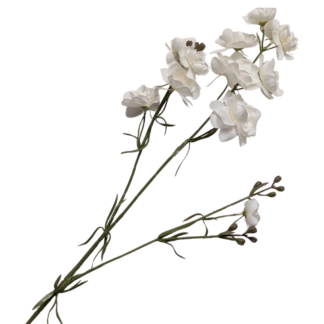 Larkspur - White