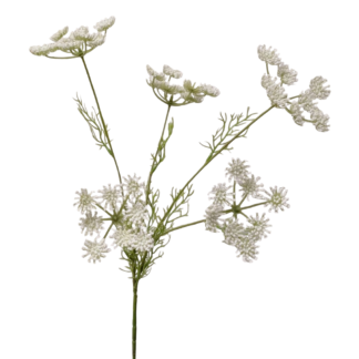 Queen Anne's Lace - White