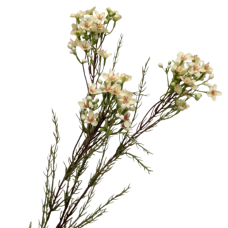 Waxflower - Ivory