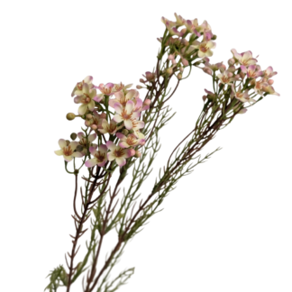Waxflower - Pink