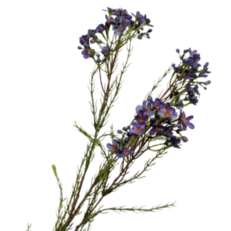 Waxflower - Purple