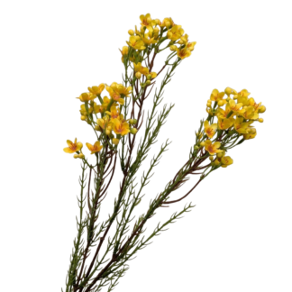 Waxflower - Yellow